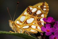 大自然蝴蝶精美图片
