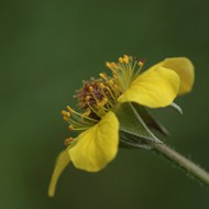 野生黄色花朵微距高清图片