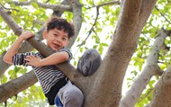 小男孩爬树图片下载