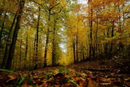 秋天树林景色图片下载