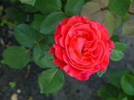 实拍野生玫瑰花精美图片
