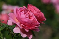 粉色月季玫瑰花精美图片