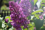 春天紫丁香图片下载