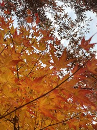 秋天的枫叶图片大全