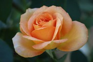 盛开的橙色玫瑰花图片大全