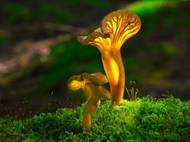 野生苔藓菌类蘑菇图片大全