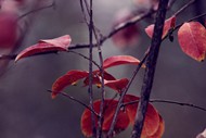 秋天树叶意境写真图片