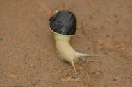 白玉蜗牛精美图片