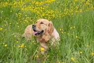 绿色草丛金毛猎犬精美图片