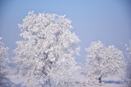 寒冬腊月树林银装素裹雪景图片大全