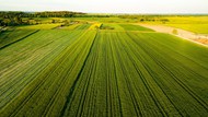 春天绿油油的稻田精美图片