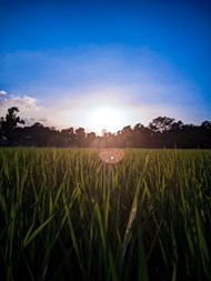 清晨日出稻田绿色禾苗精美图片