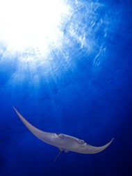 蓝色深海蝠鲼魔鬼鱼精美图片