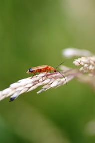 红黄软甲虫高清图片