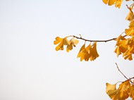 秋季银杏树叶背景图片下载