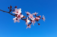 春天粉色杏仁花开花高清图片