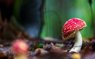 红色野生真菌蘑菇精美图片