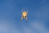 蜘蛛结蜘蛛网高清图片