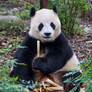 中国成都大熊猫图片下载