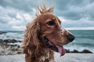 海边金毛猎犬高清图片