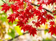 秋天香山红叶高清图片