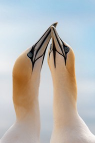 北方塘鹅精美图片