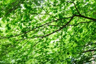 绿色枫树林枫叶高清图片