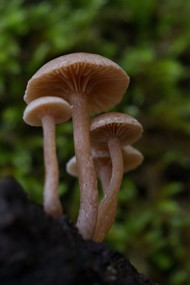 森林野生真菌蘑菇图片下载
