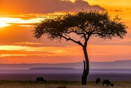 非洲肯尼亚黄昏美景高清图片