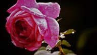 雨后玫瑰花绽放图片大全