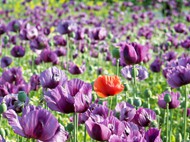 紫色罂粟花海高清图片