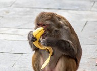 可爱猴子吃香蕉图片大全