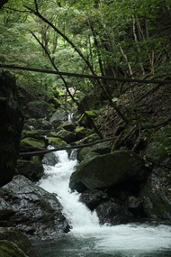 绿色森林山谷瀑布图片下载
