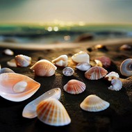 海滩贝壳唯美非主流精美图片