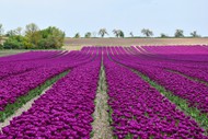紫色郁金香花海风景精美图片