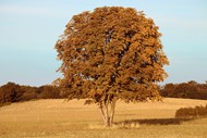 秋天枯黄草地树木高清图片
