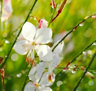 雨后白色花盛开精美图片