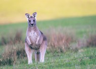 澳大利亚灰袋鼠高清图片