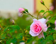 雨后玫瑰花盛开精美图片