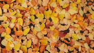 秋天满地黄叶高清图片