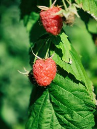 野生山莓图片下载