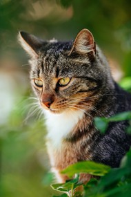 高清可爱虎斑猫精美图片
