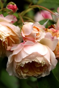 粉色灌木玫瑰图片