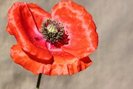微距红色罂粟花图片