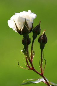 白色玫瑰花蕾精美图片