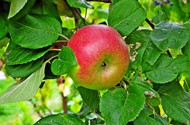 苹果树上苹果成熟图片