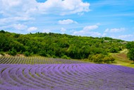 紫色薰衣草田风景精美图片