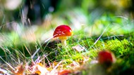 森林草丛野生红蘑菇高清图片