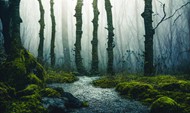 人间仙境迷雾森林唯美图片下载