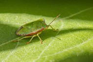 树叶上爬行的绿蝽高清图片